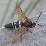 Cicada-killer